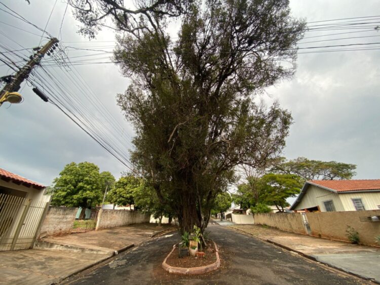 Conheça três árvores simbólicas de Paranavaí