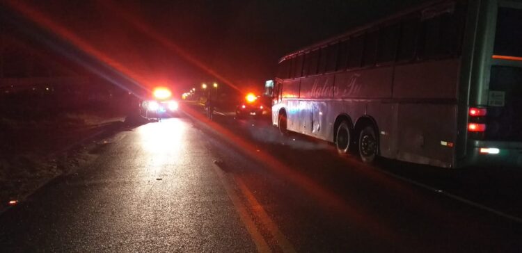 Cavalos soltos causam transtorno na BR-376; um foi atropelado e morreu