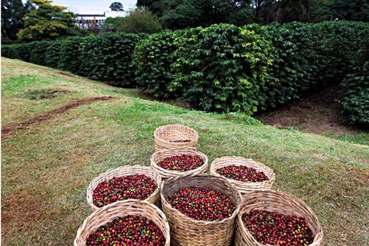 Conab prevê colheita de 50,38 milhões de sacas de café na safra 2022