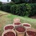 Conab prevê colheita de 50,38 milhões de sacas de café na safra 2022