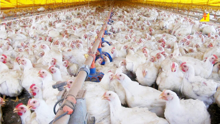 Custos de produção de suínos sobem em agosto