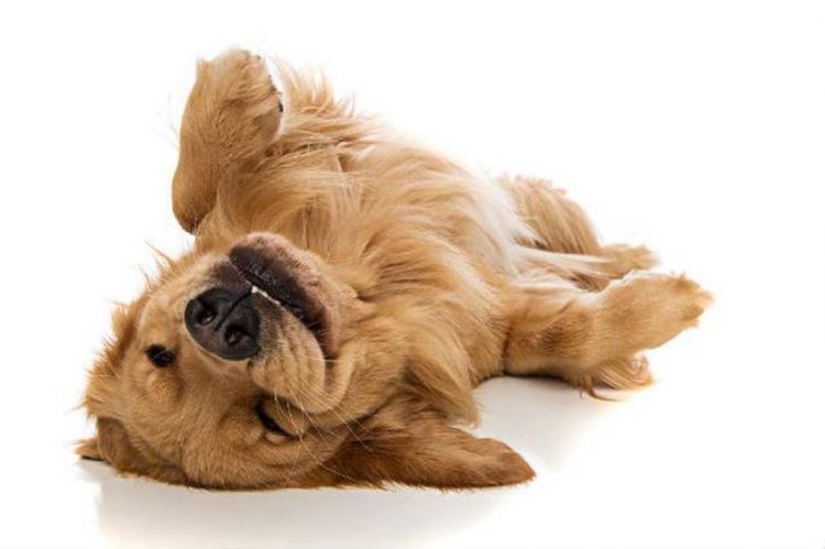 MASSAGEM EM CACHORROS VIRA MODA NOS ESTADOS UNIDOS