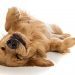 MASSAGEM EM CACHORROS VIRA MODA NOS ESTADOS UNIDOS