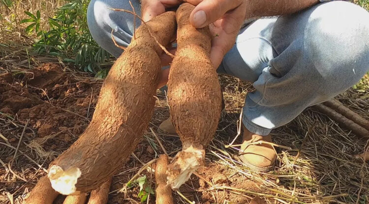 Senai desenvolverá equipamento para tirar a renda da mandioca