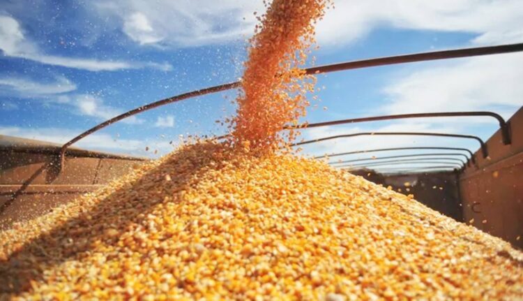 Produção de grãos é superior a 34,5  milhões de toneladas na safra 2021/22