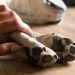 Nove cachorros morrem após suspeita de intoxicação por petiscos