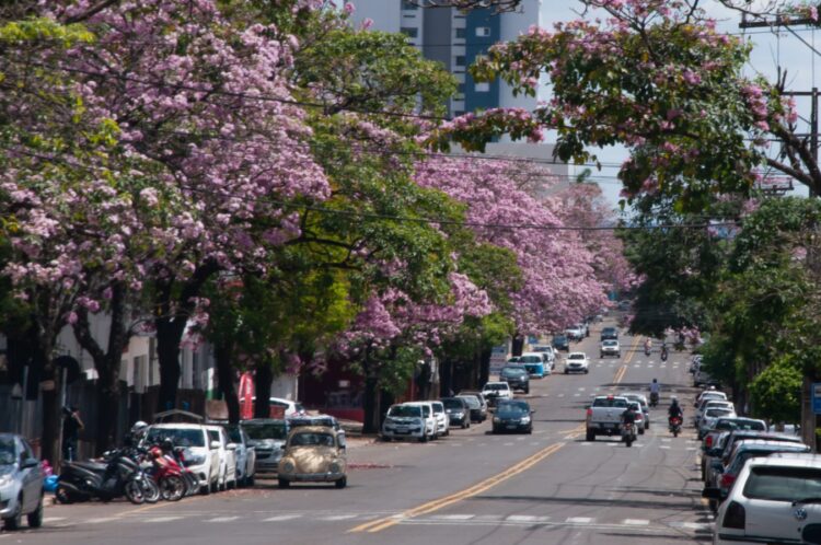 Hoje é o início da primavera: a estação das flores e das alergias