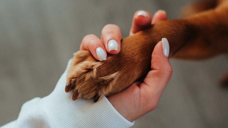 Tutores de 30 cães que podem ter sido intoxicados por petisco se unem: ‘vivemos um luto coletivo’