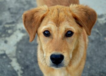 Nova Londrina terá castração gratuita de cães e gatos nesta quarta-feira