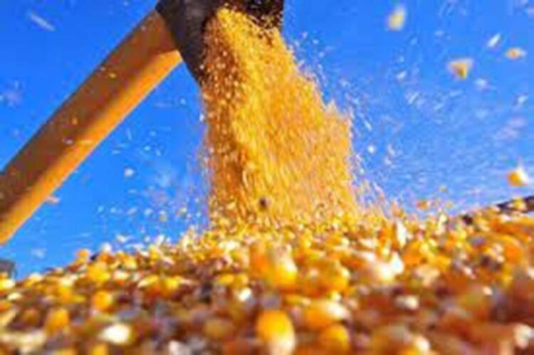 Conab aponta aumento de 92,3% no volume  acumulado das exportações de milho