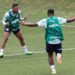 Palmeiras encara Avaí buscando assegurar vantagem