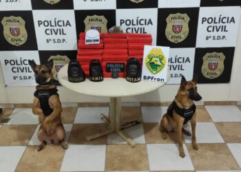PM e PC apreendem 77,55 quilos de maconha em Paranavaí