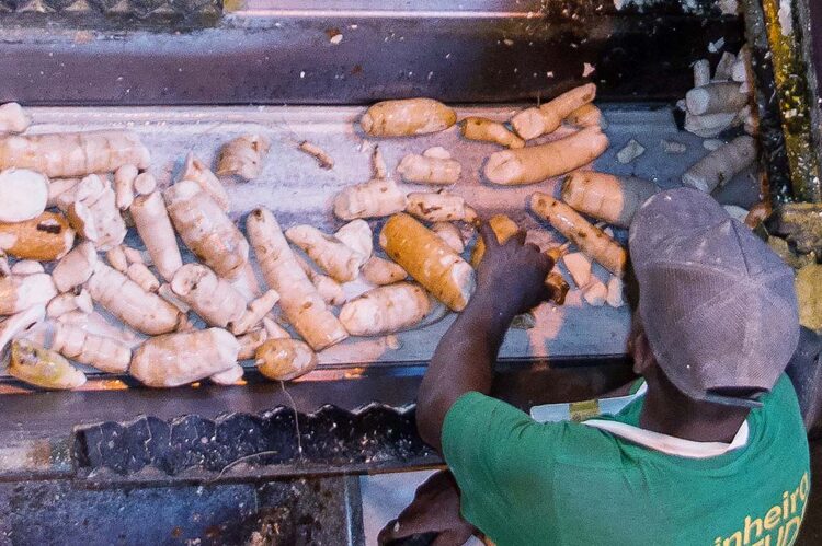 Raiz de mandioca mantém tendência  de alta: tonelada chega a R$ 1.044