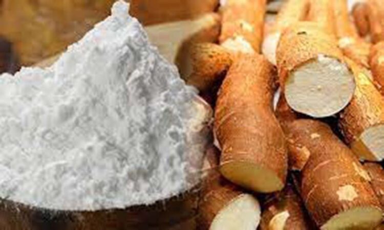 Com baixa oferta, raiz é negociada acima de R$ 1  mil a tonelada, cenário limita competitividade da fécula