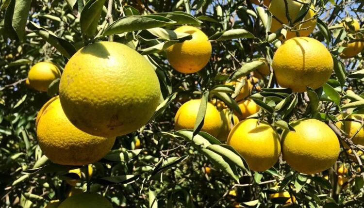 Lançamento da campanha de fomento  ao plantio de laranja será nesta terça-feira