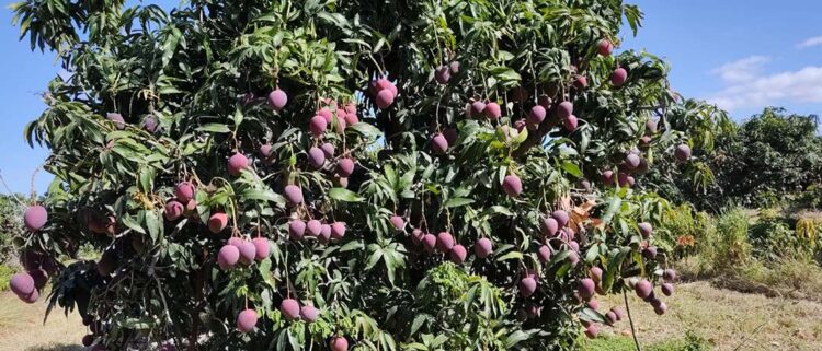 Manga para exportação gera mais lucro ao produtor, mas exige investimento e atenção