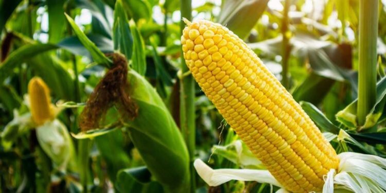 Aumento da produção no Brasil tende a atenuar restrição de oferta mundial do grão