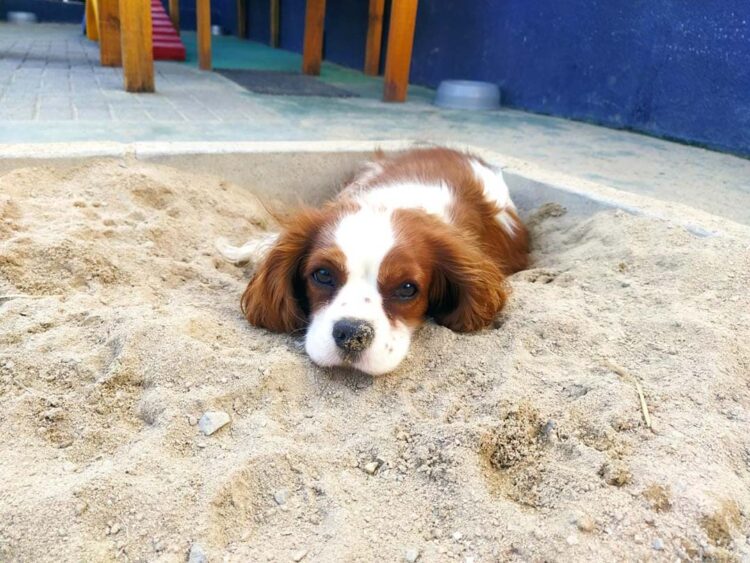 Entenda sobre o câncer de mama em pets