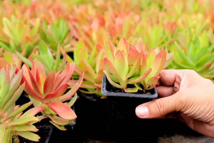 Prefeitura realiza ′Festa das Flores′ com produtos a partir de R$ 1,99