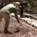 Aplicativo Paraná Mais Verde facilita pedido de mudas de árvores nativas