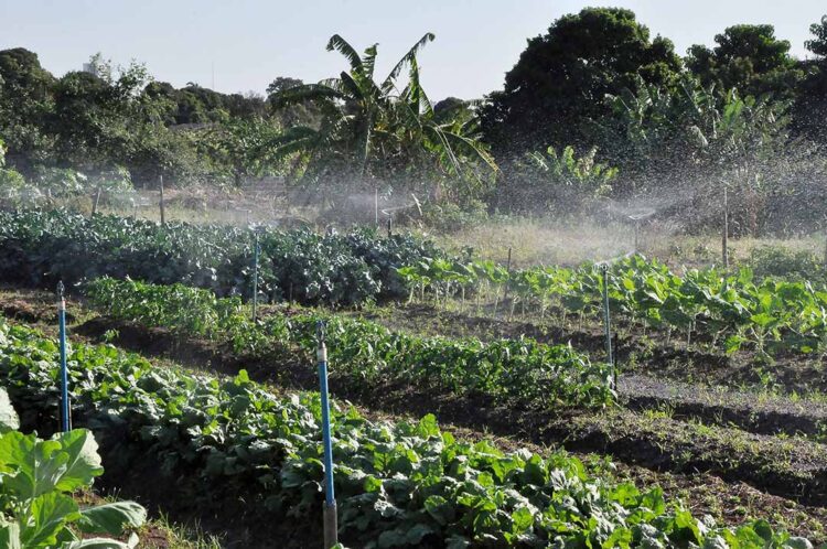 Pequenas propriedades representam mais de 80% dos imóveis rurais de Paranavaí