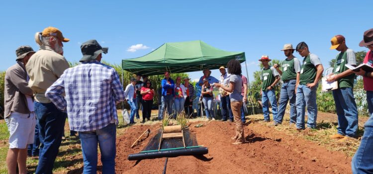 IDR-PR e Prefeitura de Terra Rica promovem  dia de campo sobre cultura de abacaxi