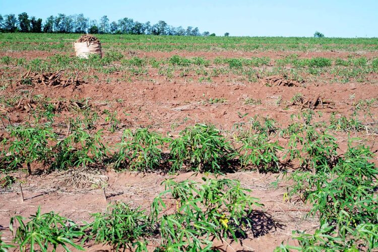 Simp é contra projeto que quer taxar  produção de mandioca no Paraná