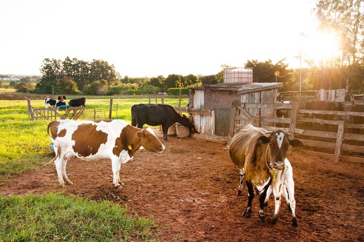 Vereadora requer informações sobre políticas públicas municipais voltadas aos produtores rurais