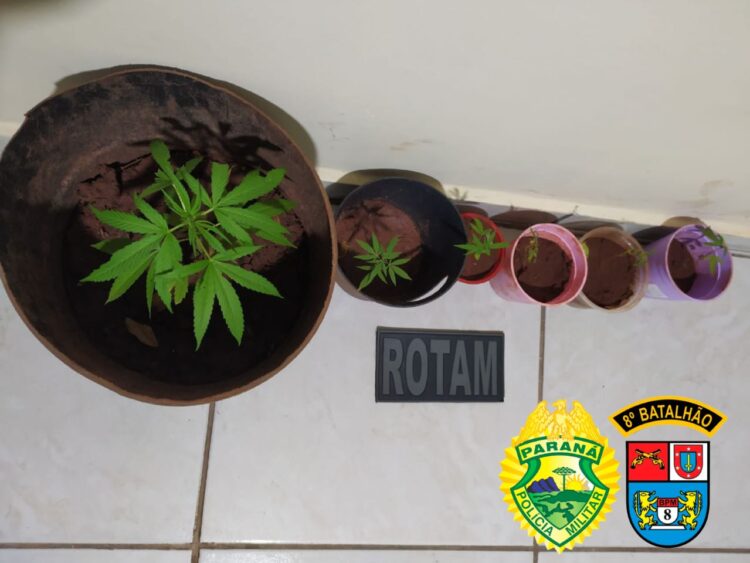 PM desmantela ponto de tráfico de drogas em Presidente Castelo Branco