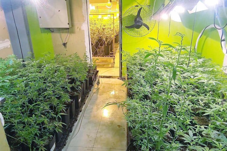 Polícia apreende 400 pés de maconha e fecha laboratório de drogas