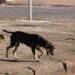Vereadores aprovam inclusão de campanha  sobre abandono de animais em calendário oficial