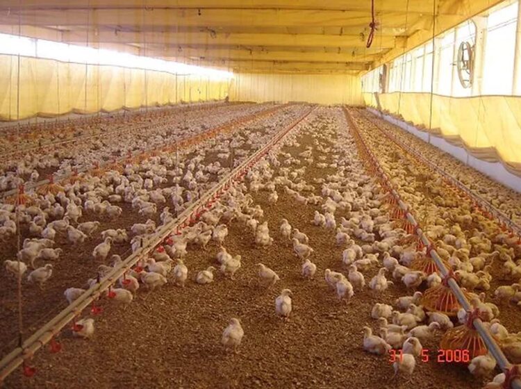 Brasil está em alerta contra a Influenza Aviária