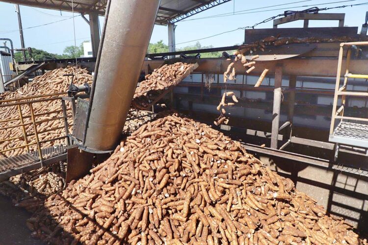 Preços da mandioca devem permanecer em alta