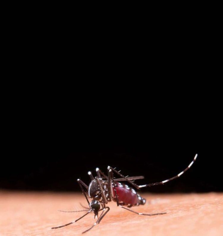 Nova Londrina, Loanda e Amaporã  precisam ficar alerta contra o Aedes aegypti