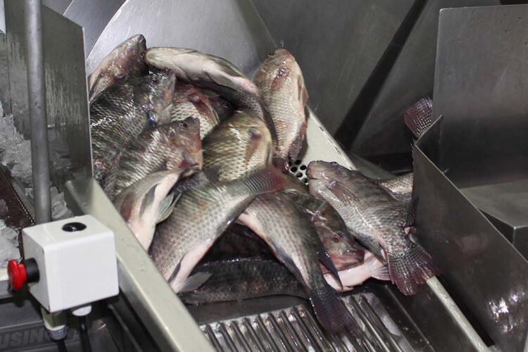 Líder na produção nacional de peixes, Paraná é referência na Engenharia de Pesca