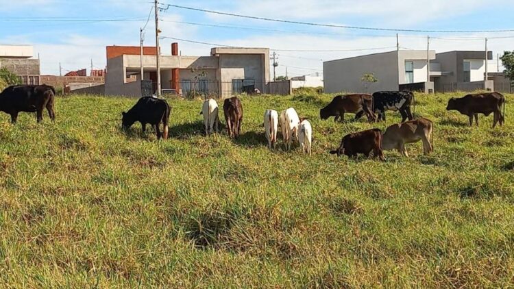 Guarda Municipal detecta animais soltos na rua