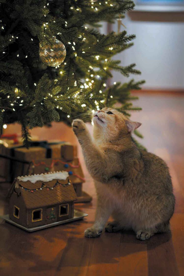 Tutores precisam ter cuidados com os pets