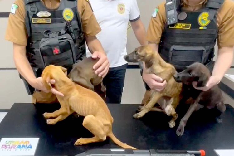 Policiais prendem mulher e apreendem adolescente por maus-tratos a animais