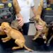 Policiais prendem mulher e apreendem adolescente por maus-tratos a animais