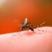 Boletim da dengue em Paranavaí