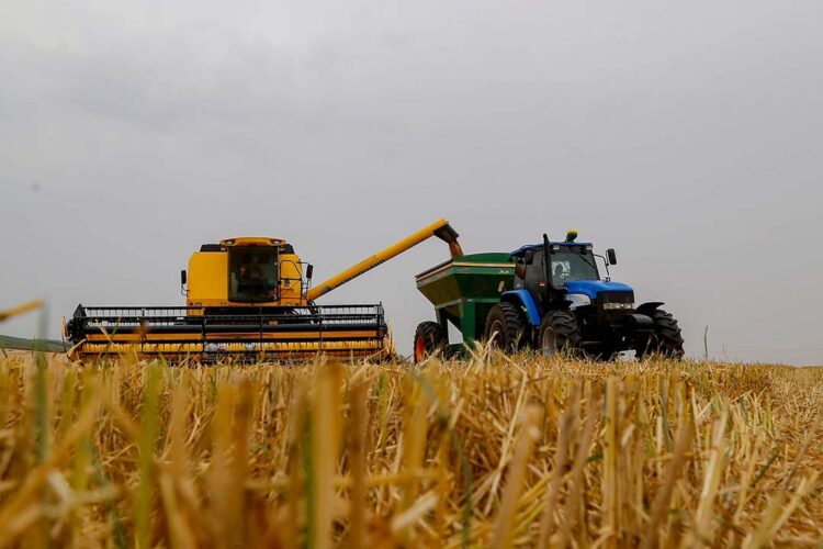 Produção recorde de trigo reflete em  queda no preço de farinhas especiais e pão