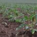 Chuvas abundantes têm impacto positivo na agricultura