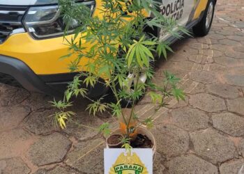 PM encontra plantação de maconha em Santa Isabel do Ivaí