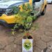 PM encontra plantação de maconha em Santa Isabel do Ivaí