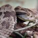 Estudo da UEL correlaciona fatores de risco e acidentes com serpentes no Paraná