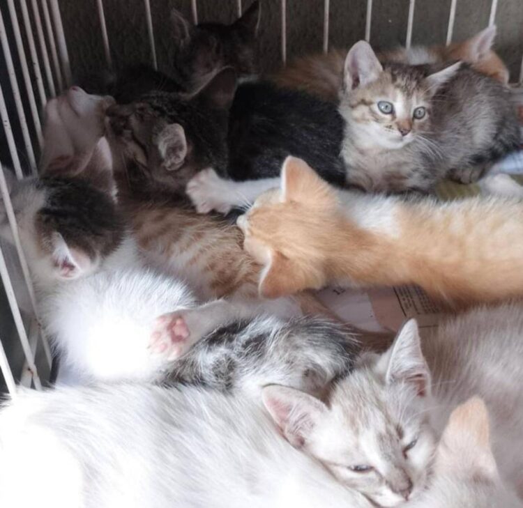 Spap prepara bazar beneficente para fazer melhorias na estrutura física do abrigo