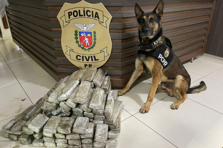 Ações com cães policiais da PCPR apreenderam 10,3 toneladas de drogas em 2022