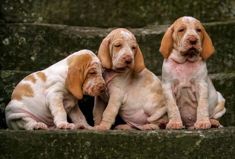 Cão com alergia nas ‘dobrinhas’