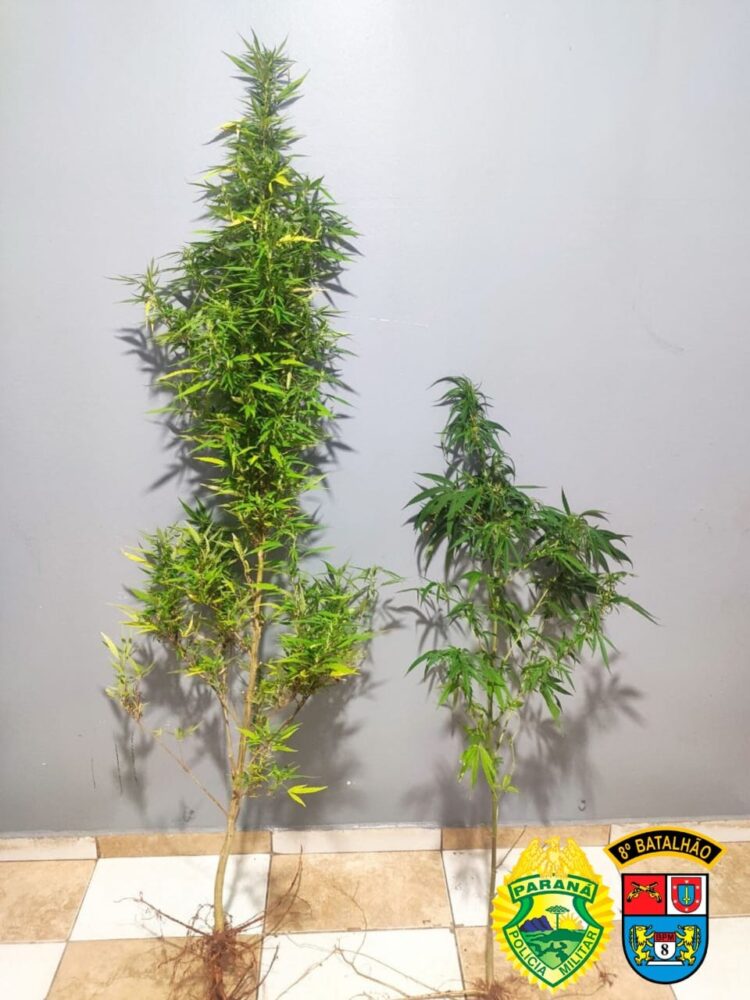 Polícia Militar encontra pés de maconha em terreno na Vila City