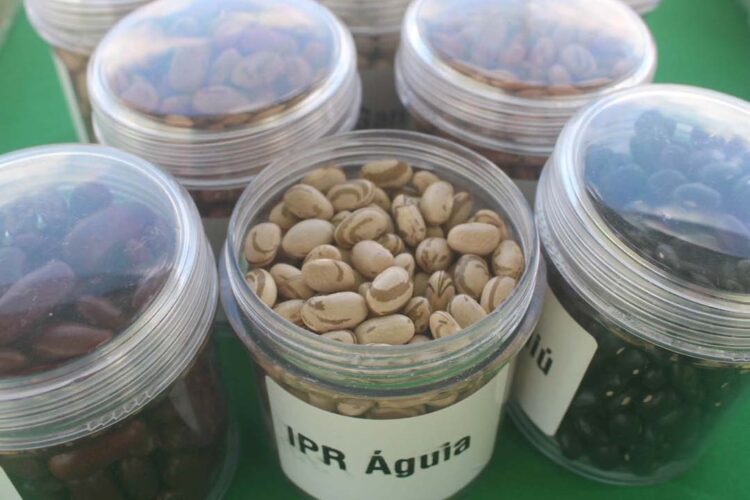 Nova cultivar de feijão desenvolvida pelo IDR-Paraná é destaque